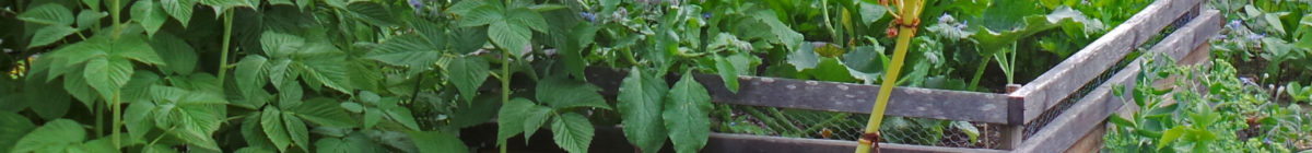 Kompott aus dem Gemüsegarten